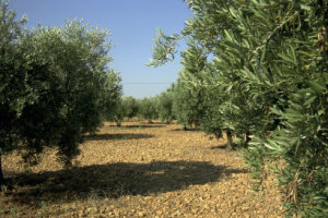 Olives et Huile d'olive à Arles